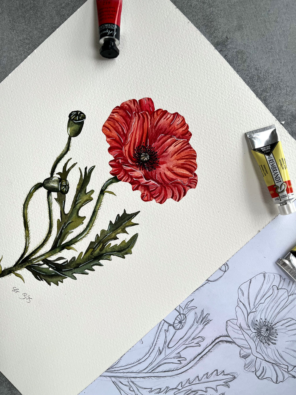 Coquelicot