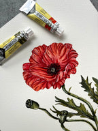 Coquelicot
