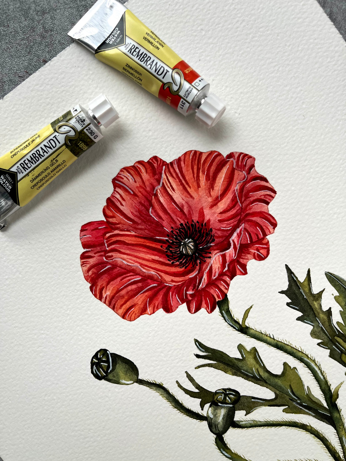 Coquelicot