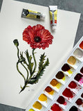 Aquarelle originale coquelicot rouge - Susanna Gallery