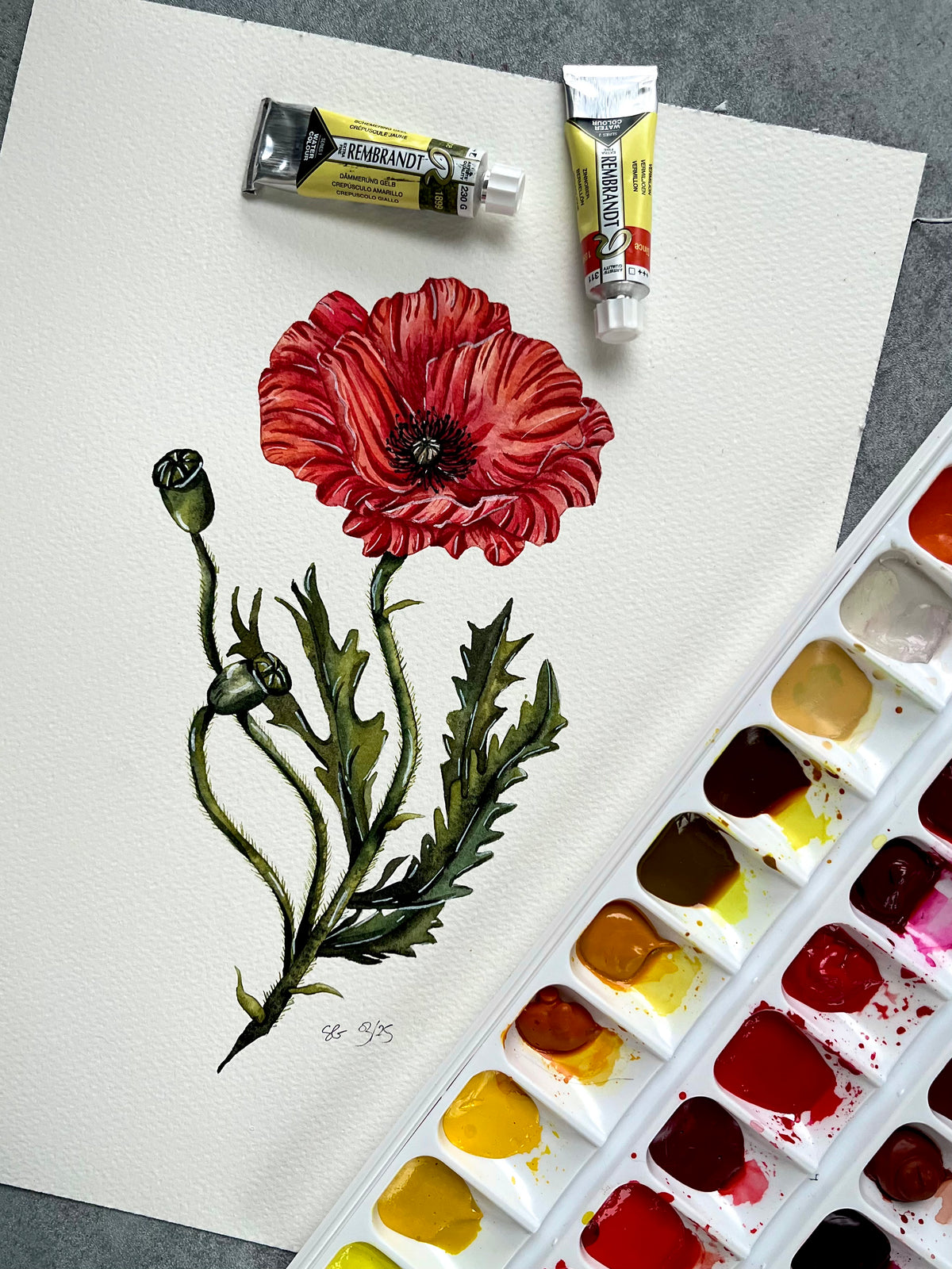 Aquarelle originale coquelicot rouge - Susanna Gallery
