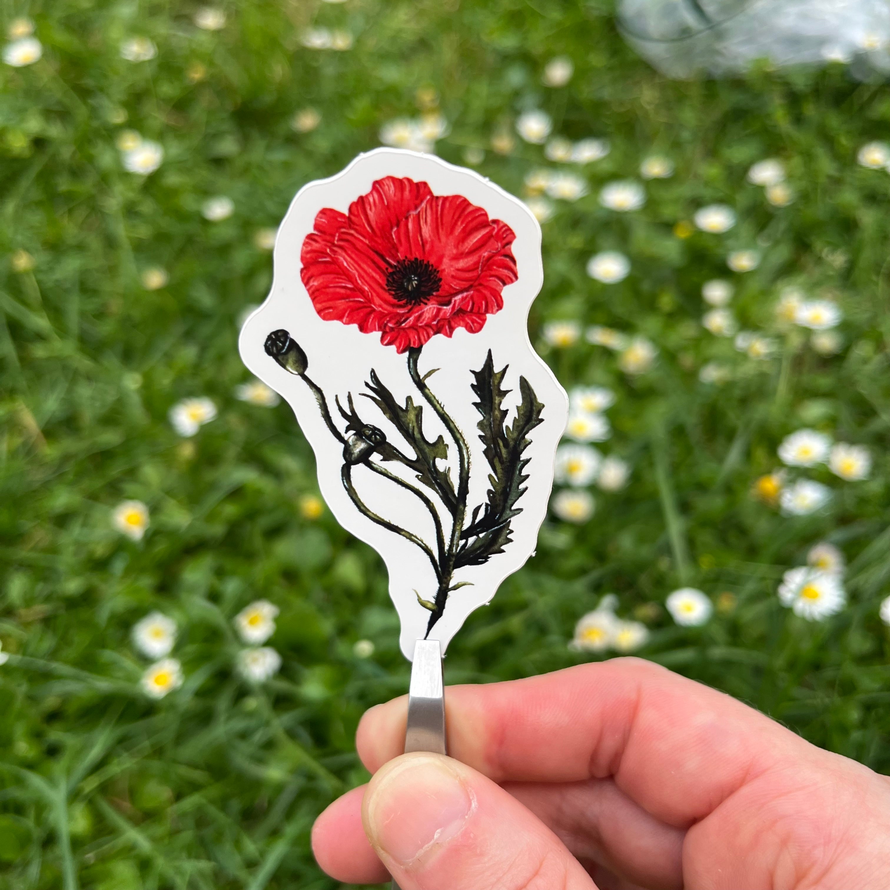 Stickers coquelicot