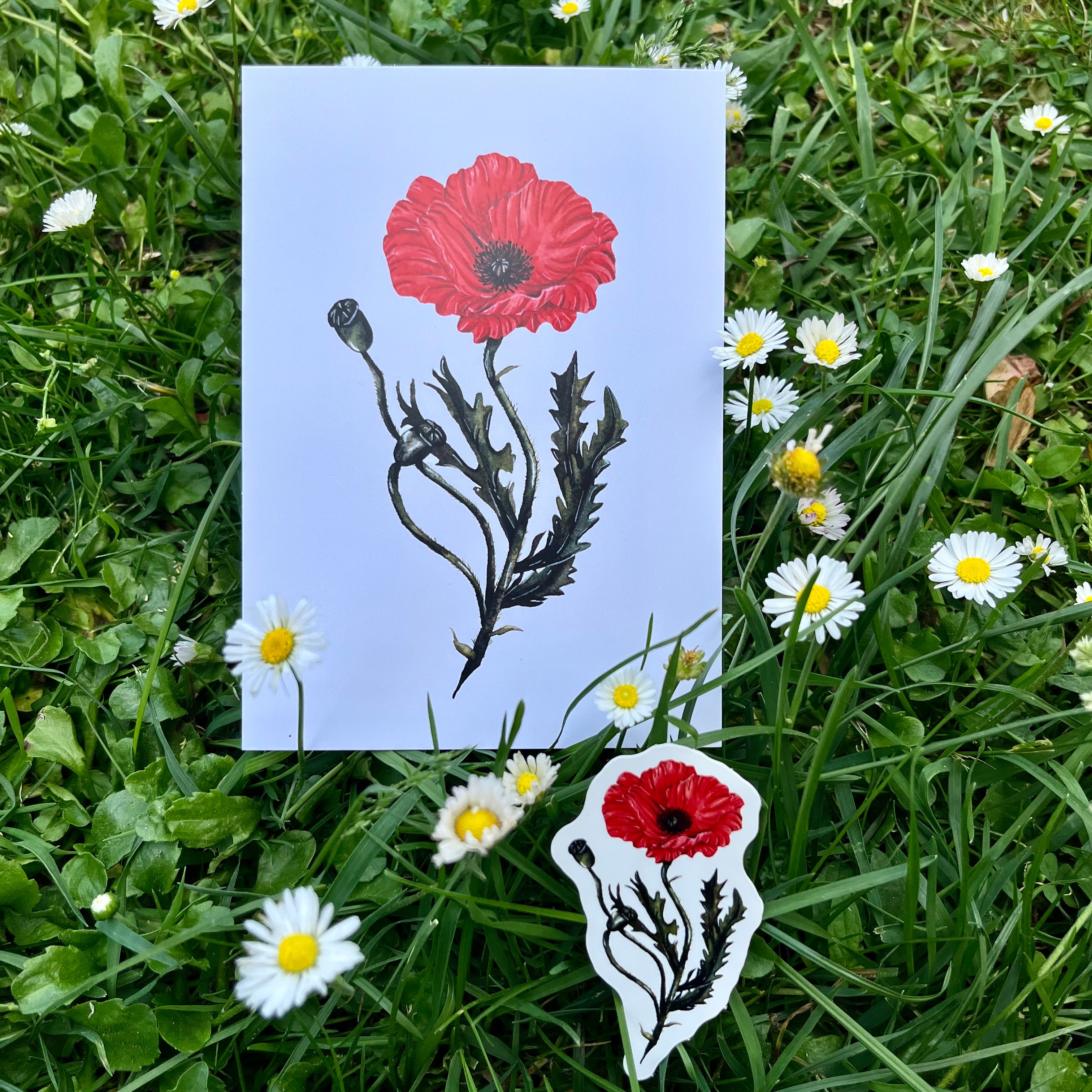 Stickers et mini print art coquelicot aquarelle - Susanna Gallery