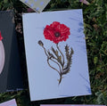 Carte imprimée coquelicot fond blanc aquarelle - Susanna Gallery